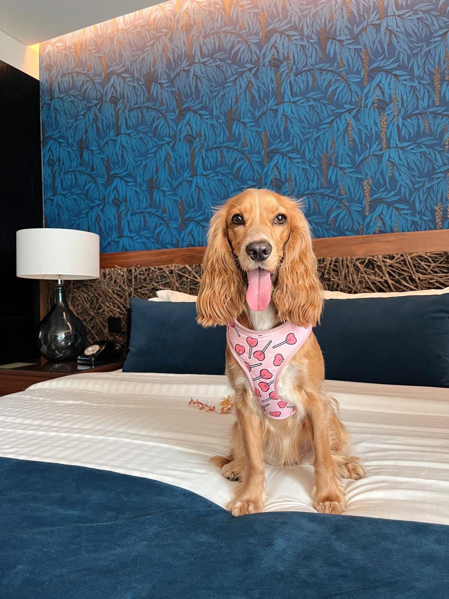 Hotel Cotto Do Gatto Ponte da Barca Ngoại thất bức ảnh